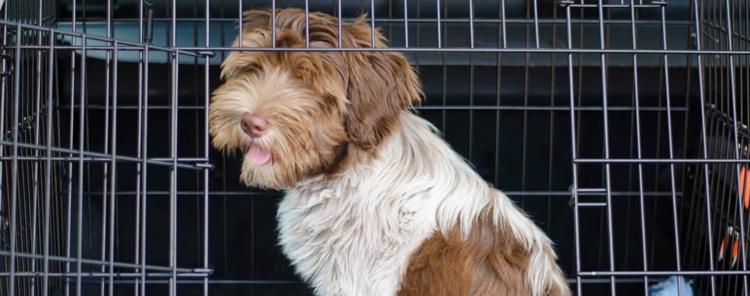 How to Train Your Dog to Use A Crate Wag!