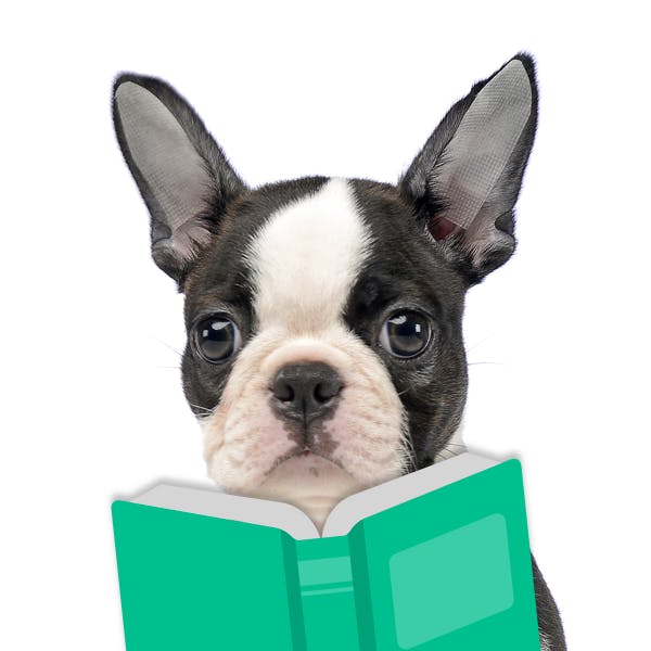 Minecraft Dog Names Popular Male and Female Names Wag!