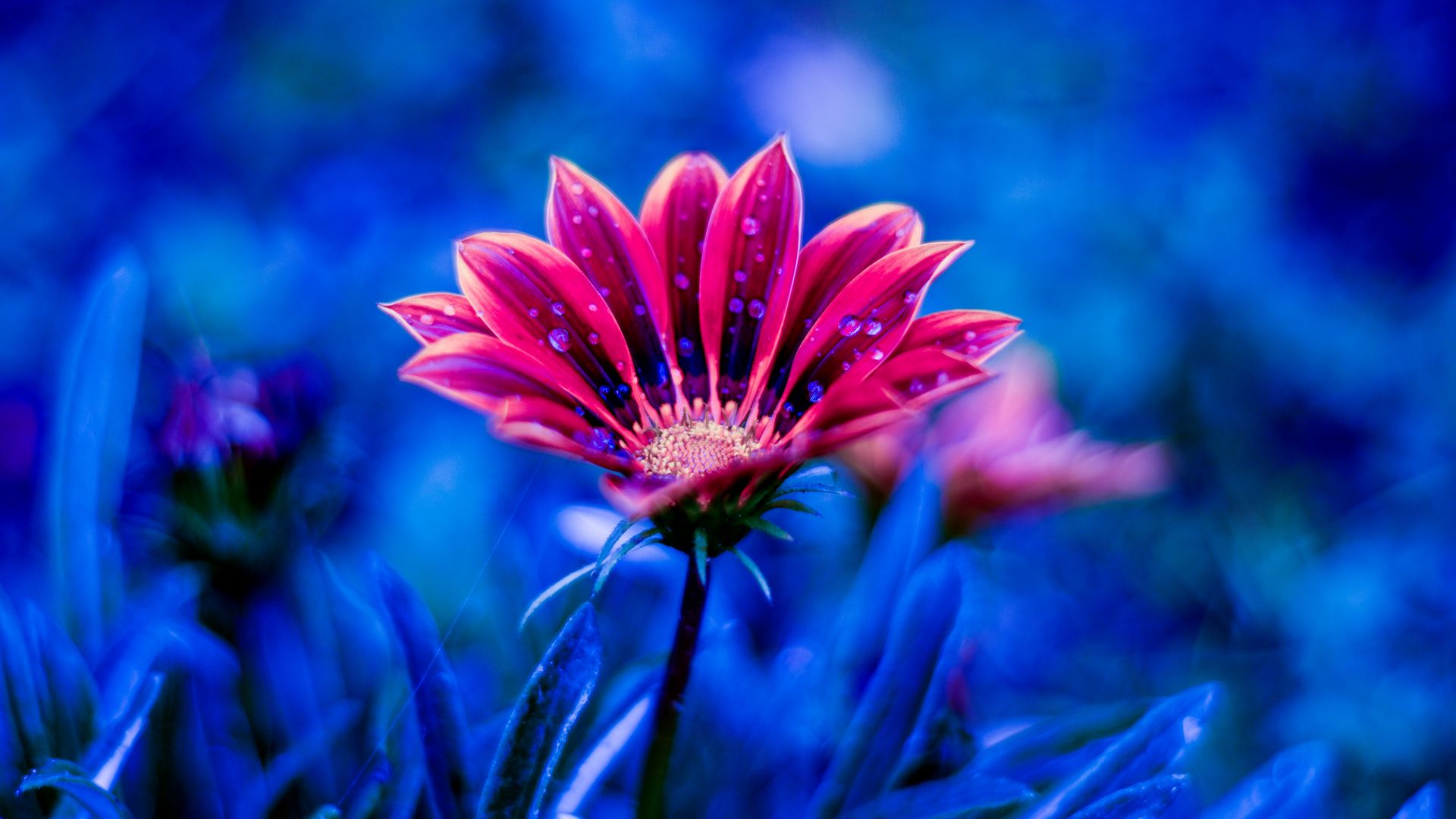 Download wallpaper 1920x1080 flower, dew, drops, petals, blue full hd