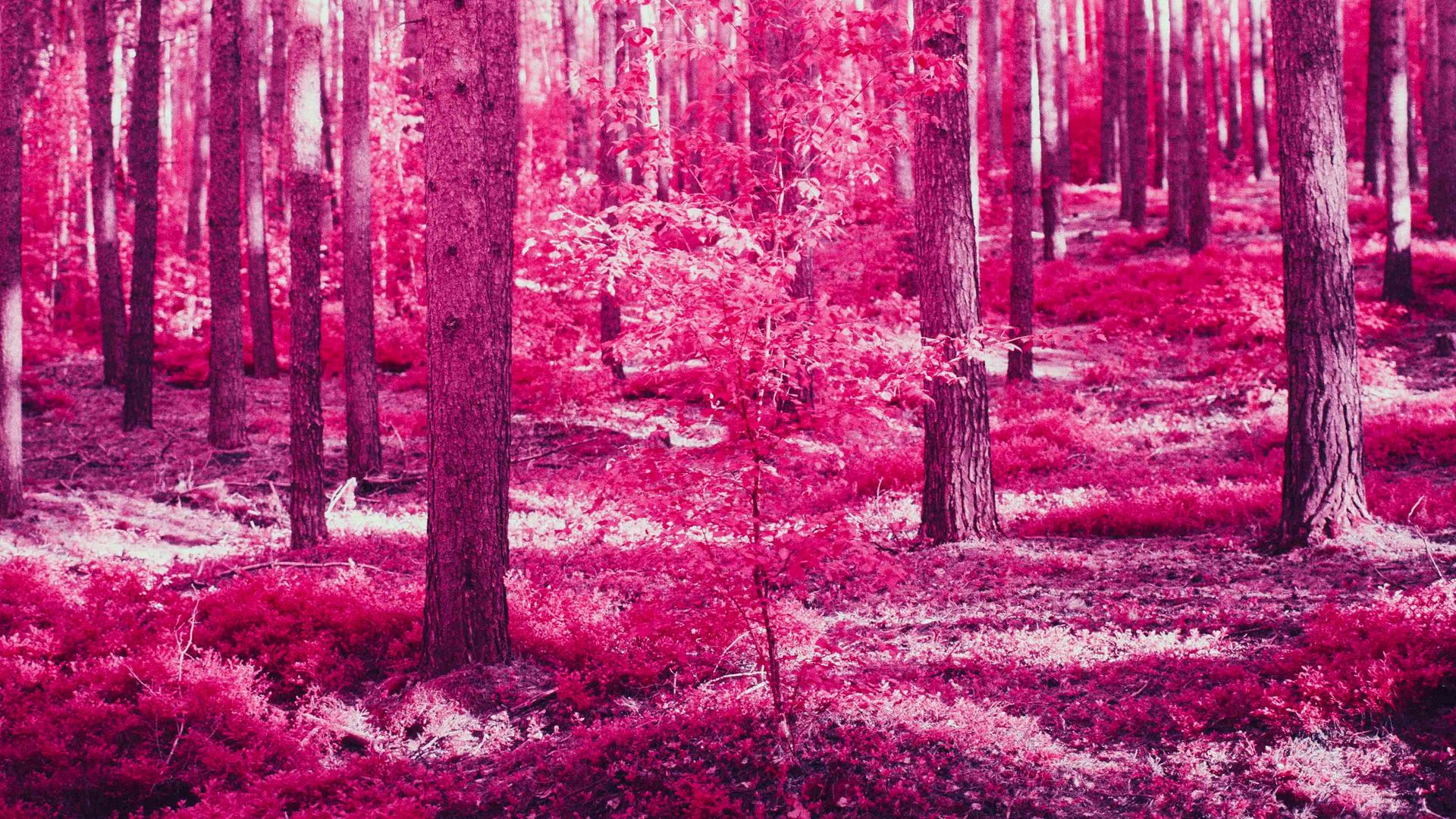 Download wallpaper 1920x1080 forest, trees, effect, pink full hd, hdtv