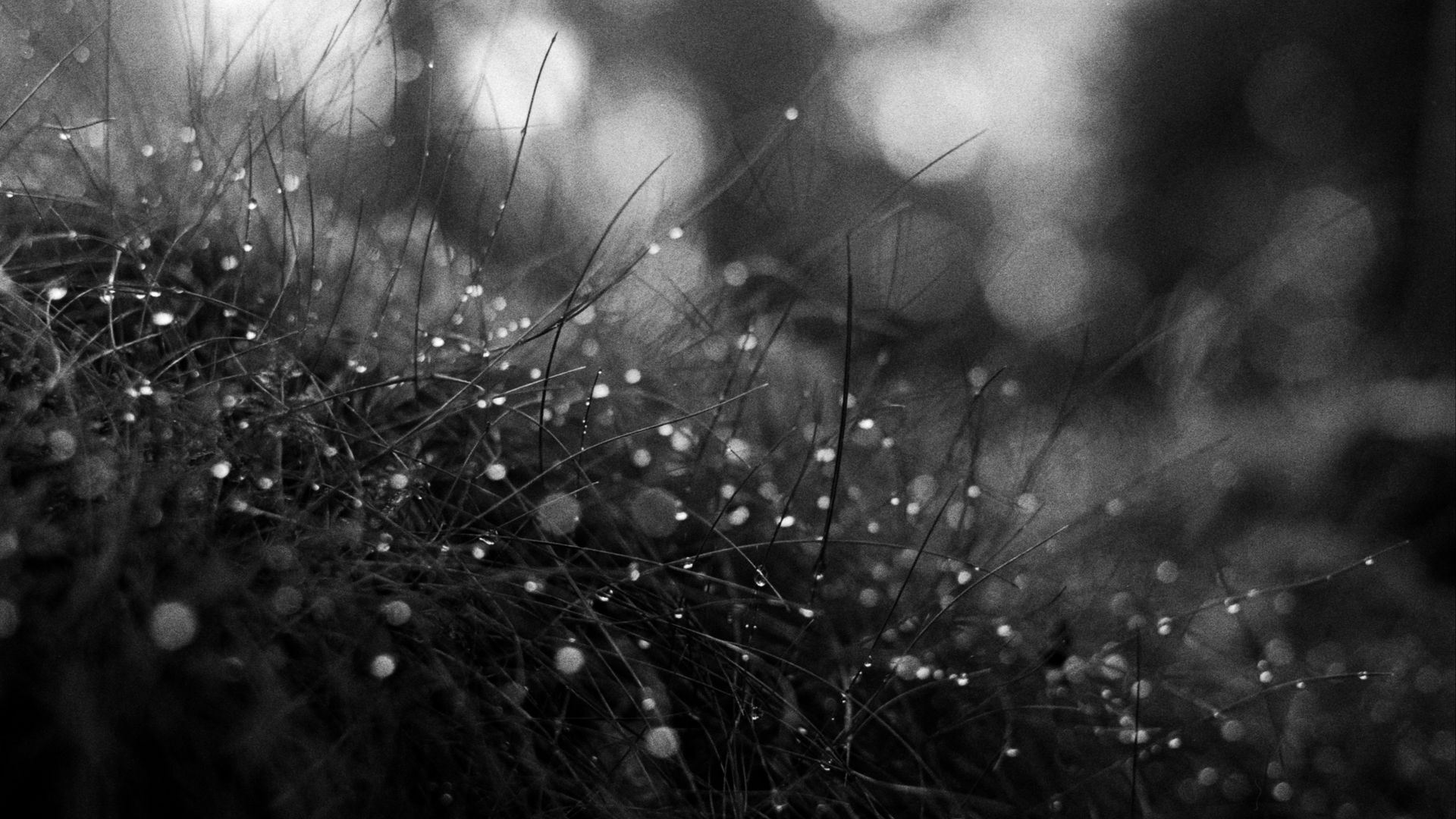 Download wallpaper 1920x1080 grass, dew, drops, macro, black and white