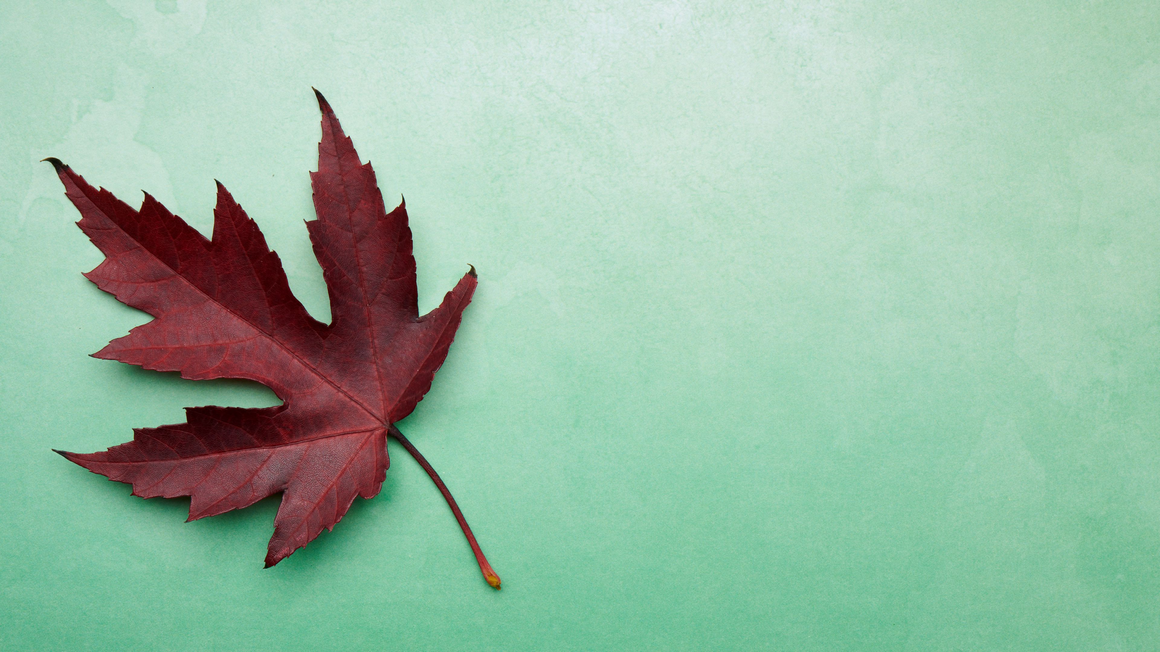 Download wallpaper 3840x2160 maple leaf, leaf, maple, autumn, macro 4k