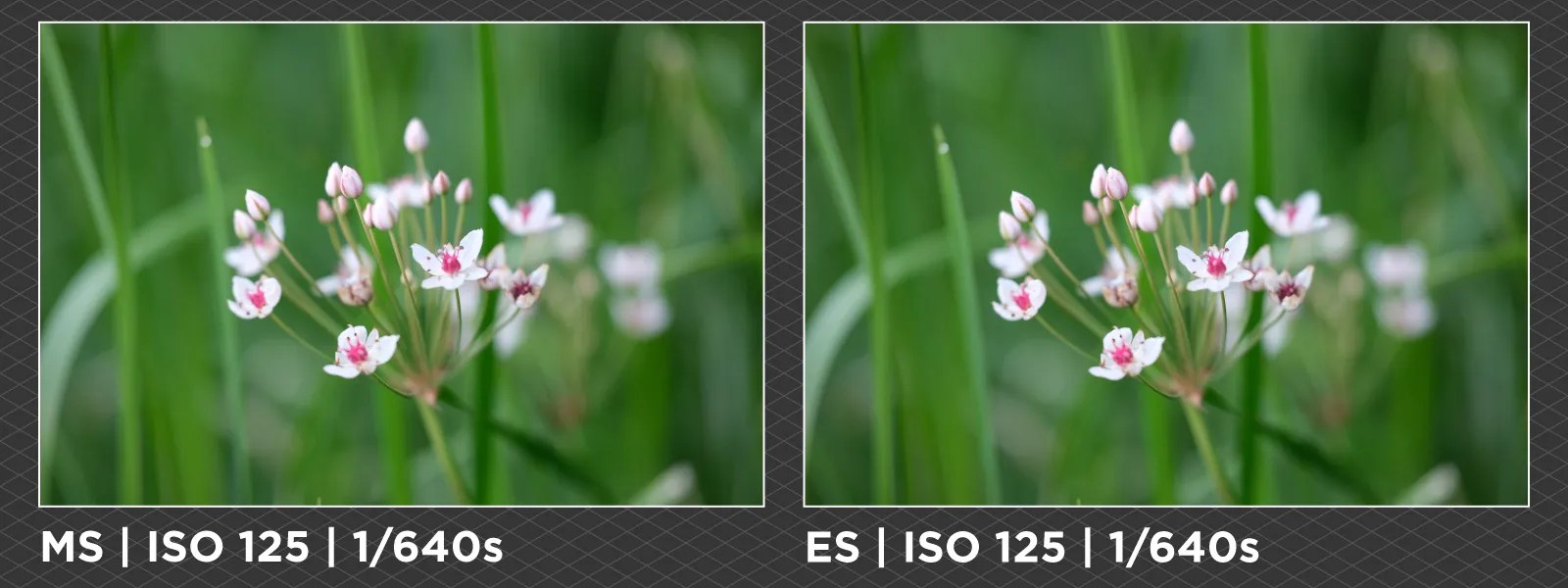 Electronic vs. Mechanical Shutter Detailed Explanation