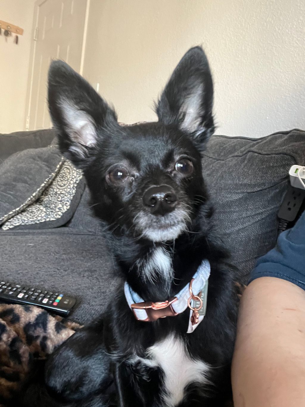 My dog scratched my baby ( September 2024 Babies Forums What to