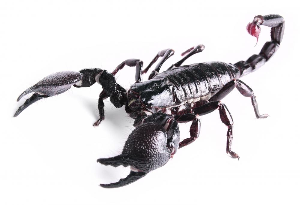 What is a Scorpion? (with pictures)