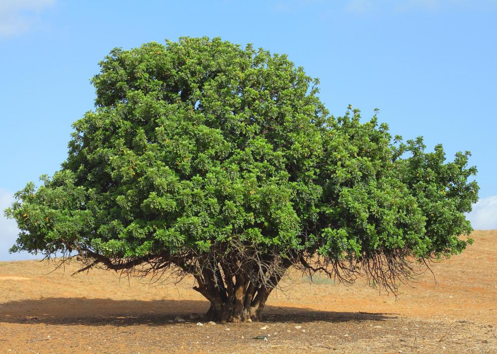 What is a Carob Bean? (with pictures)