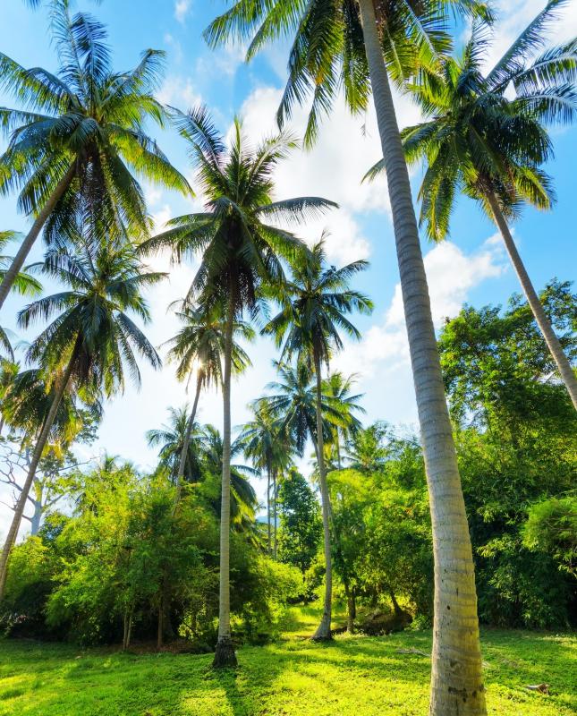 Are Falling Coconuts Dangerous? (with pictures)