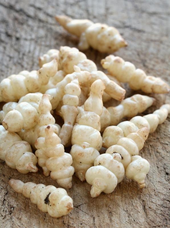 What is a Chinese Artichoke? (with pictures)