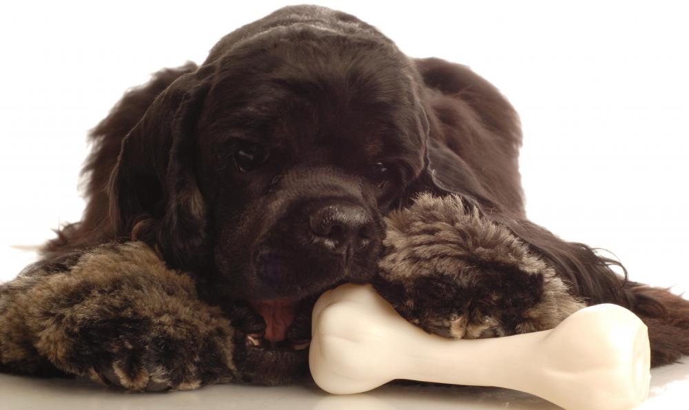 What is a Puppy Crate? (with pictures)