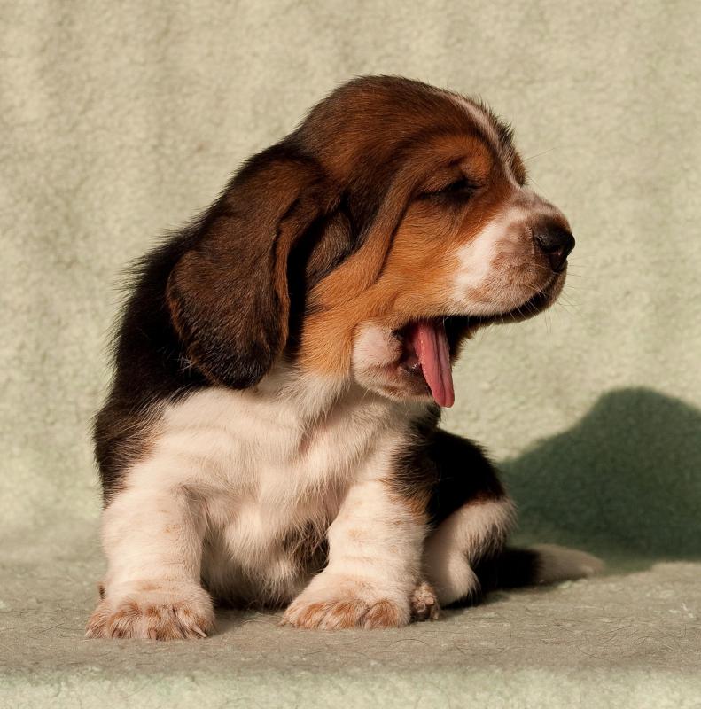 Why do I Yawn When I'm Tired? (with pictures)