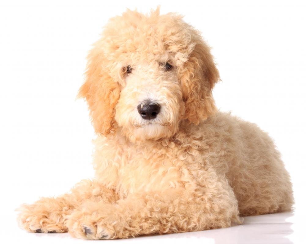 What is a Goldendoodle? (with pictures)