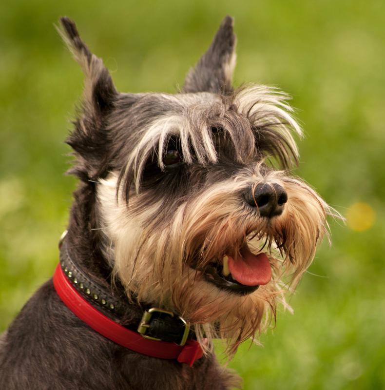What Are the Best Tips for Grooming a Schnauzer?