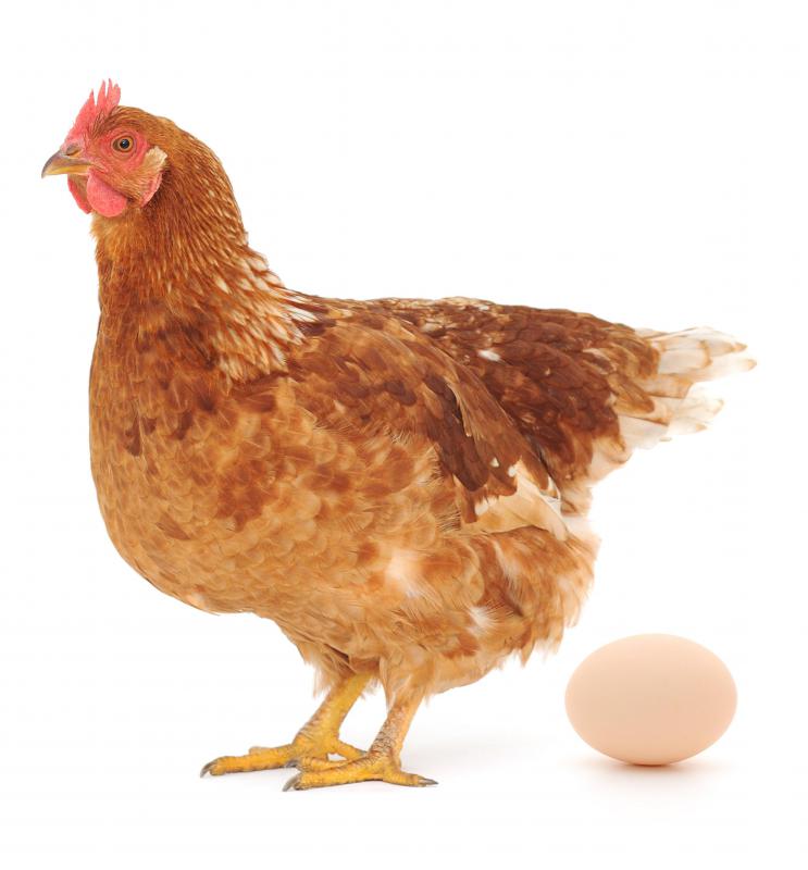 What Are Rooster Comb Injections? (with pictures)