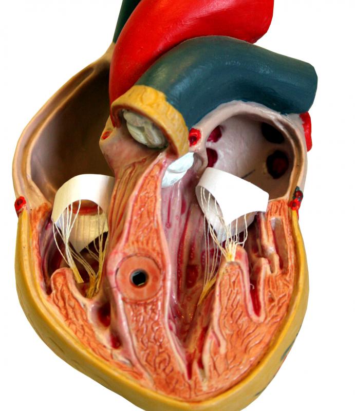 What are the Papillary Muscles? (with pictures)