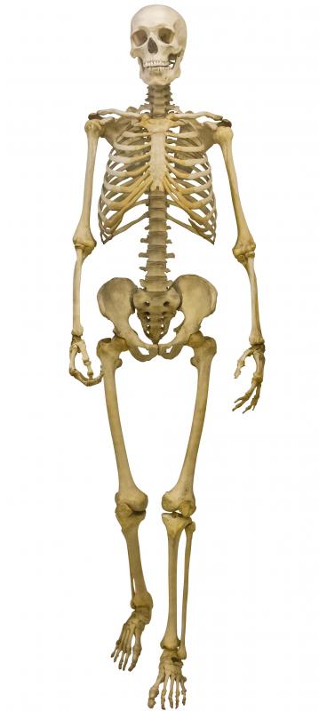 Skeleton Images