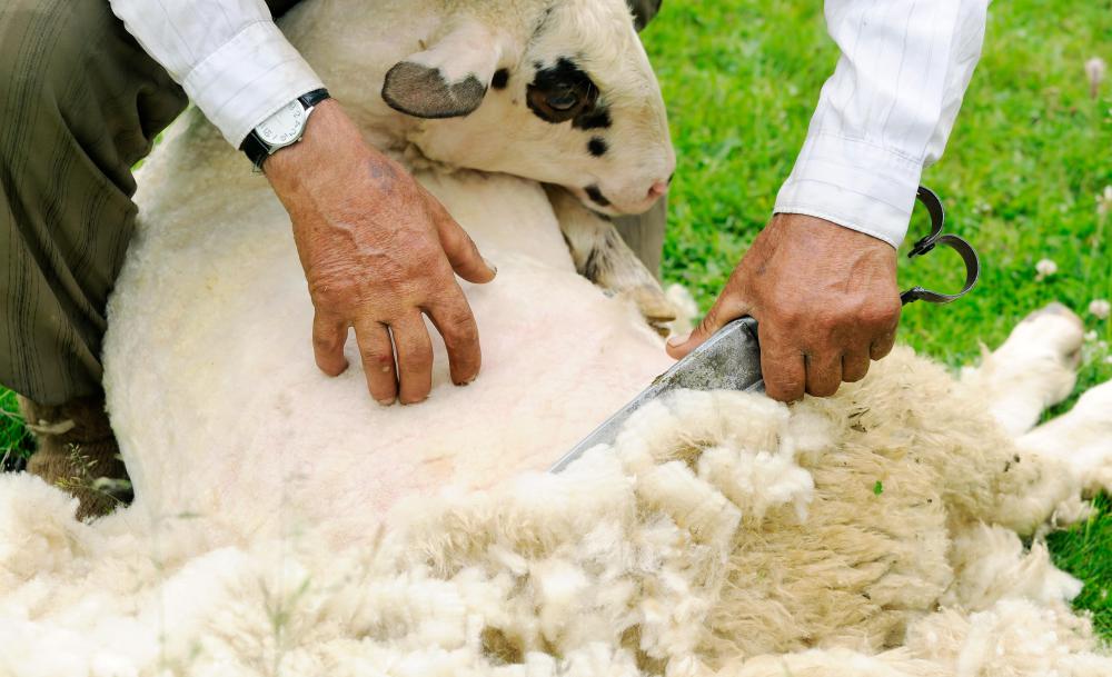 What are the Different Uses of Wool? (with pictures)