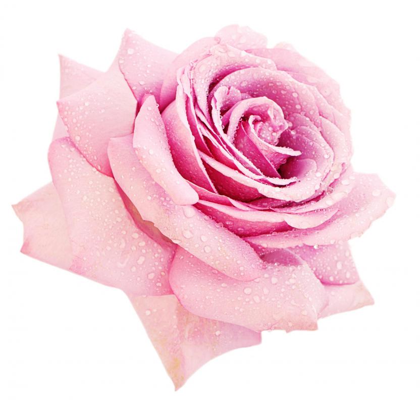 What do Different Colors of Roses Mean? (with pictures)