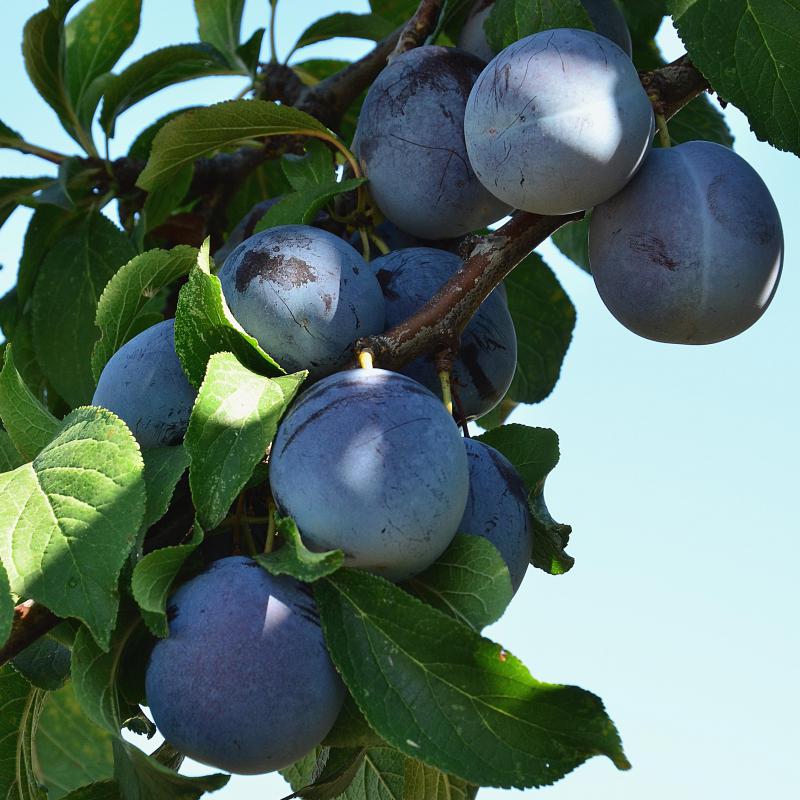 What Are the Best Tips for Growing a Plum Tree? (with picture)