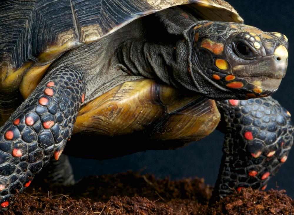 How Do I Set up a Tortoise Vivarium? (with picture)