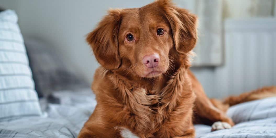 How to Get an Emotional Support Animal (ESA) Letter in Utah