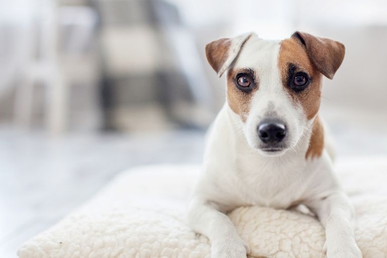 How To Convince Landlord To Allow Dog