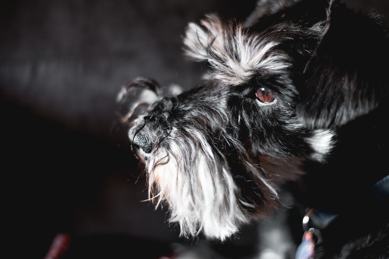 Best Hypoallergenic Emotional Support Dog Breeds