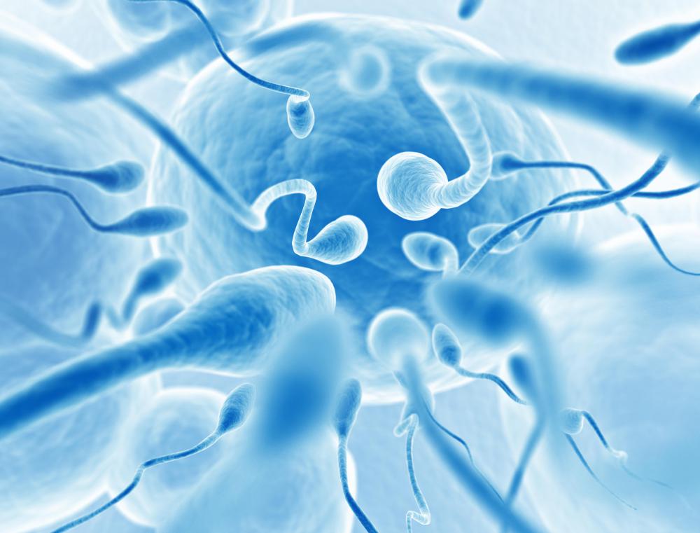 What Factors Affect Sperm Volume? (with pictures)