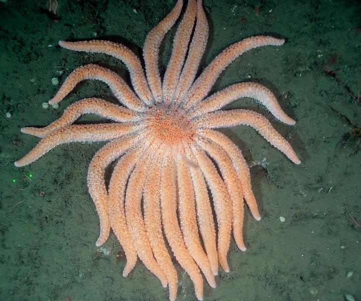 How Do Sunflower Starfish Eat Their Prey? (with picture)
