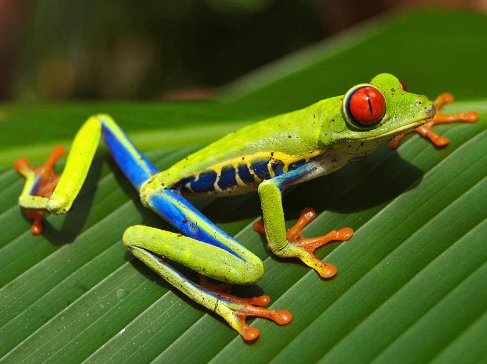 What is a Tree Frog? (with pictures)