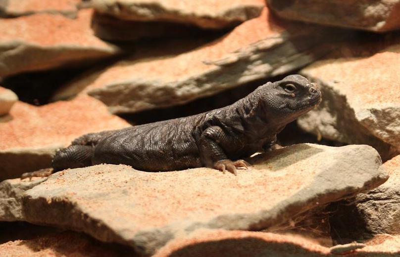 What is a Uromastyx Lizard? (with pictures)