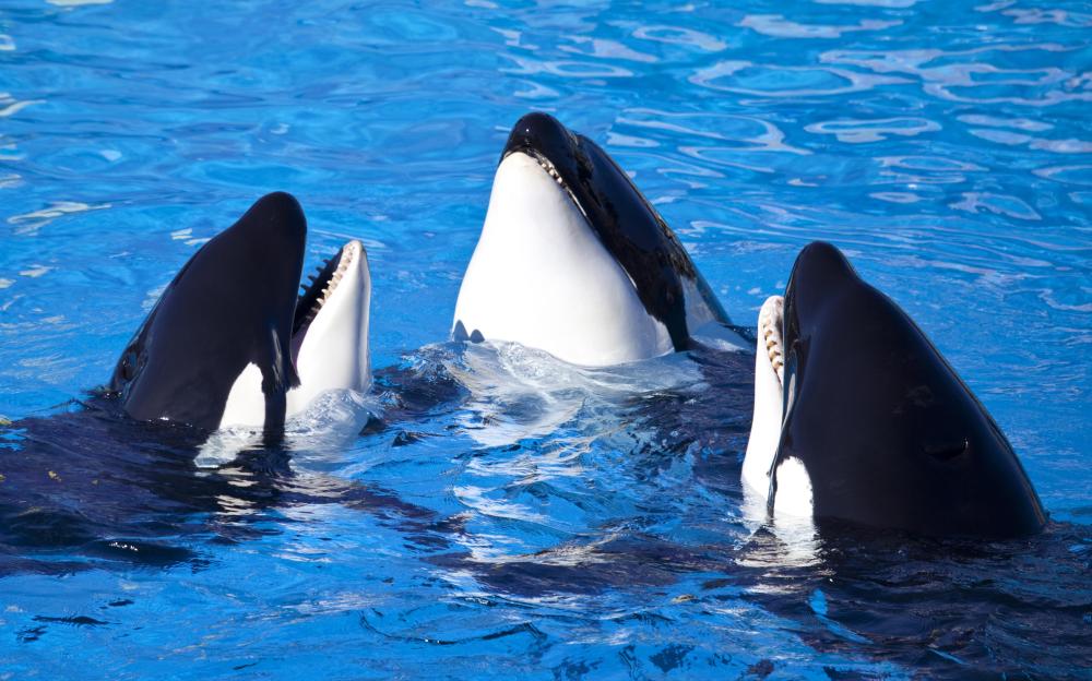 What is a Dolphin? (with pictures)