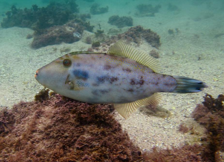 What is a Leatherjacket Fish? (with pictures)