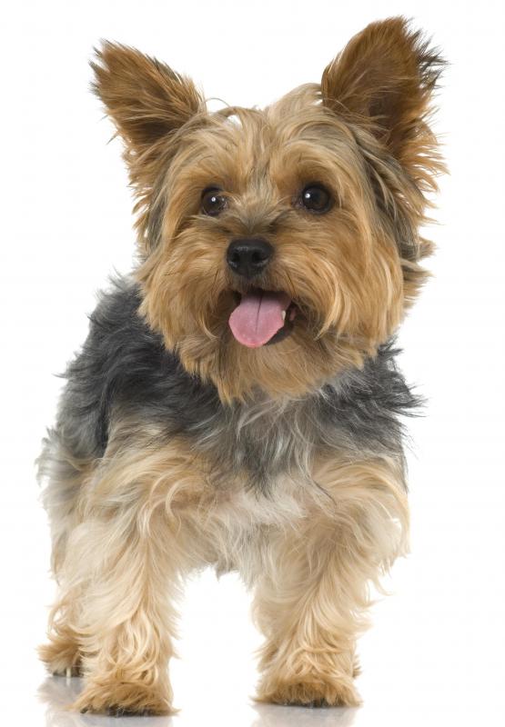 What is a Yorkshire Terrier? (with pictures)