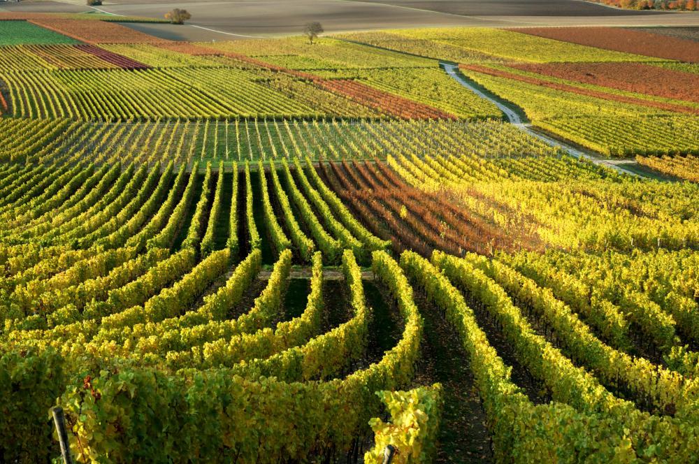 What Is Wine Tourism? (with pictures)