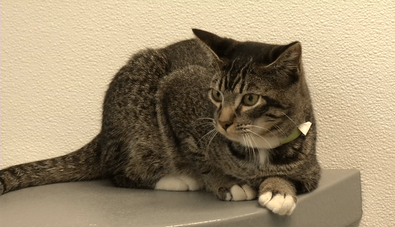 New Del. law protects free roaming cats 47abc