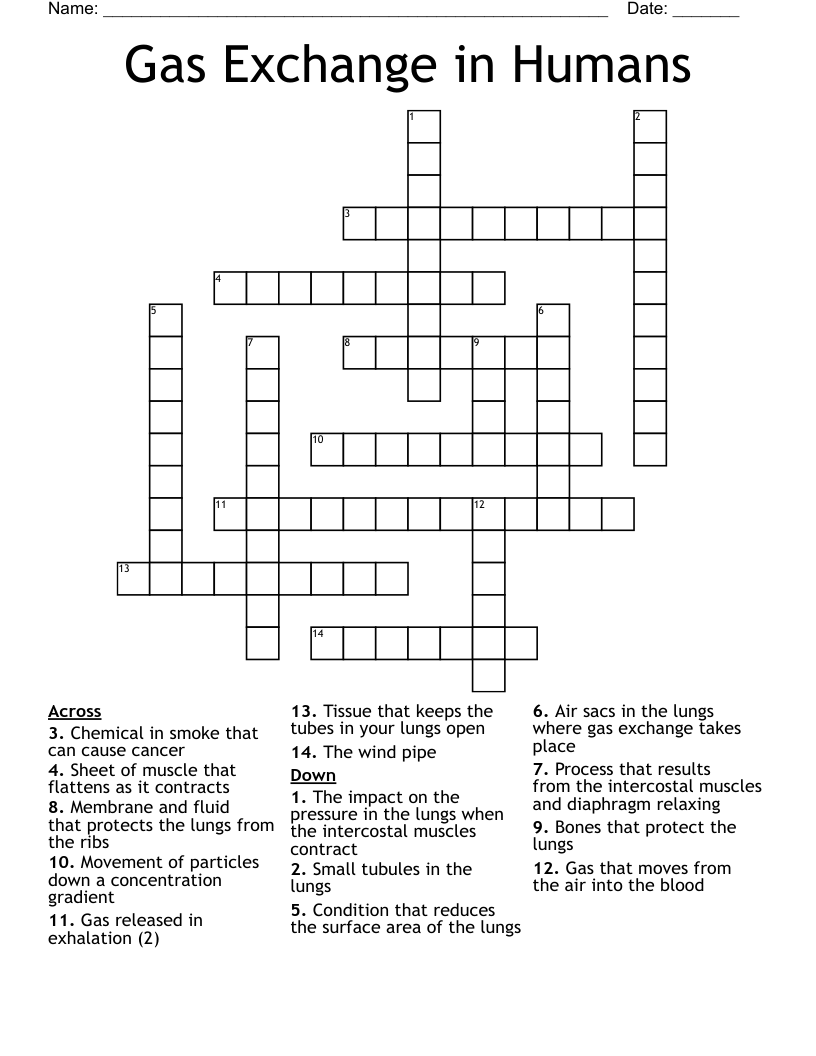 Gas Exchange in Humans Crossword WordMint