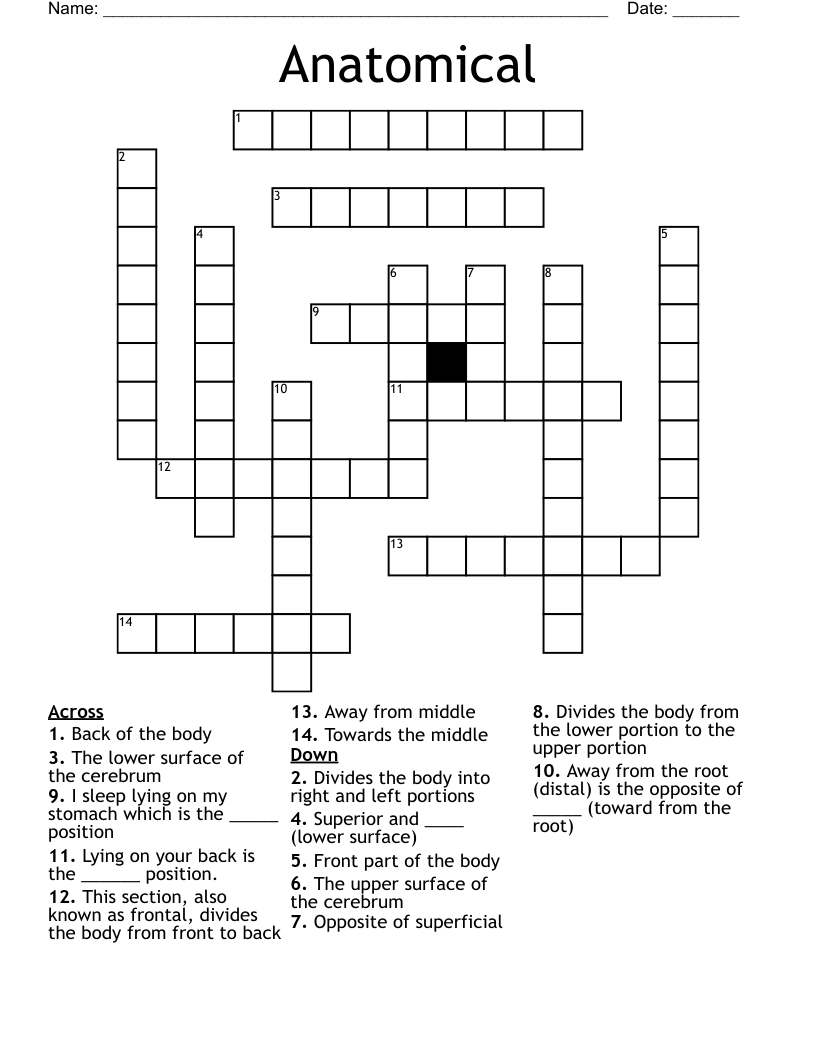 Anatomical Crossword WordMint