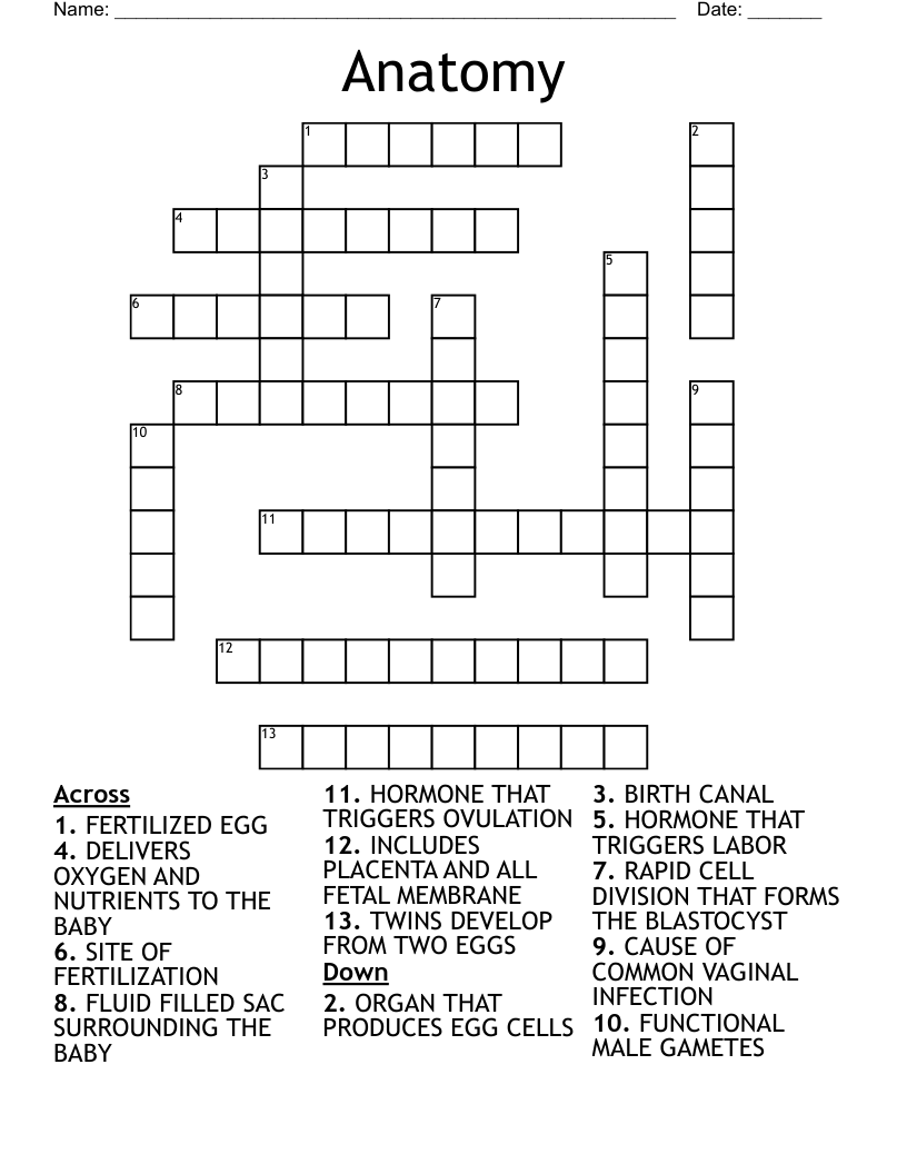 Anatomy Crossword WordMint