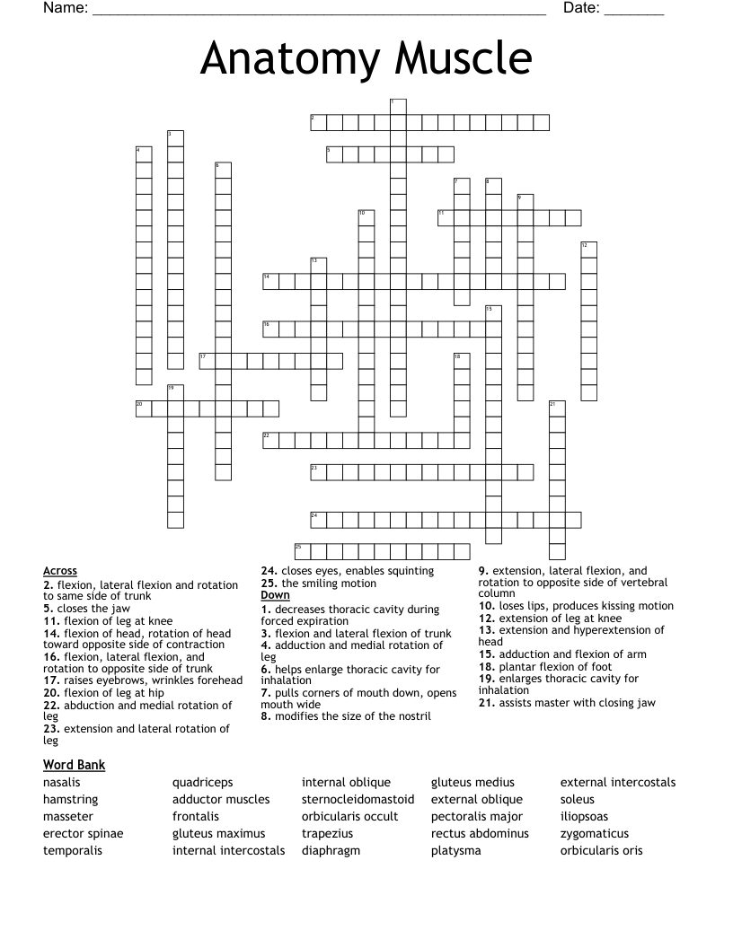 Nervous System Review Crossword Answers (PDF) las.gnome