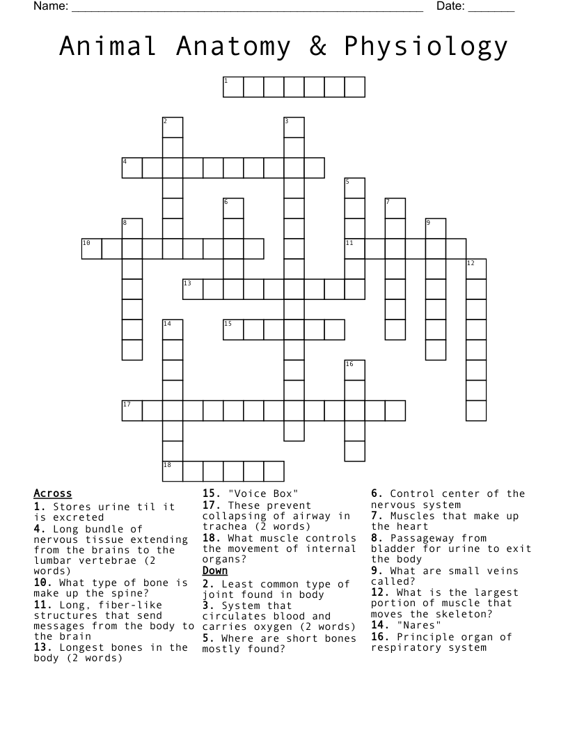 Chiropractic Word Find Word Search WordMint