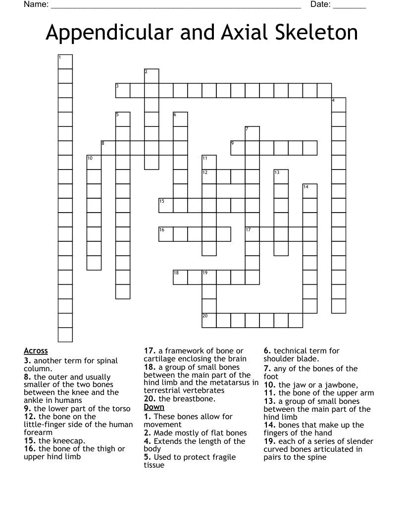 Human Skeleton Crossword WordMint
