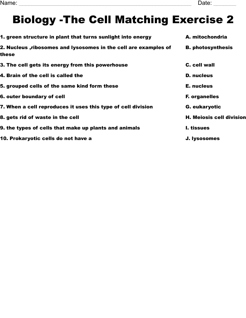 Biology The Cell Matching Exercise 2 Worksheet WordMint