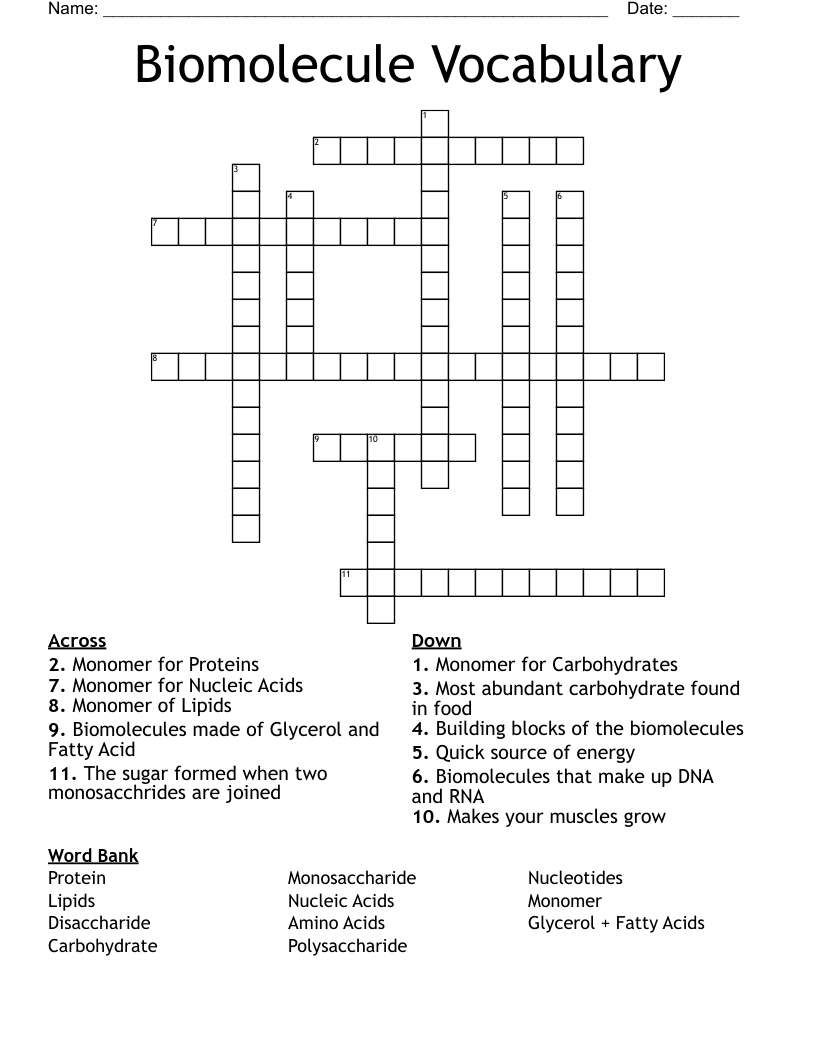 Biomolecule Vocabulary Crossword WordMint