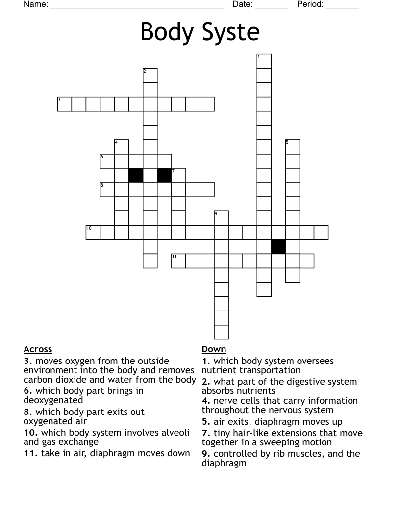 Body Syste Crossword WordMint
