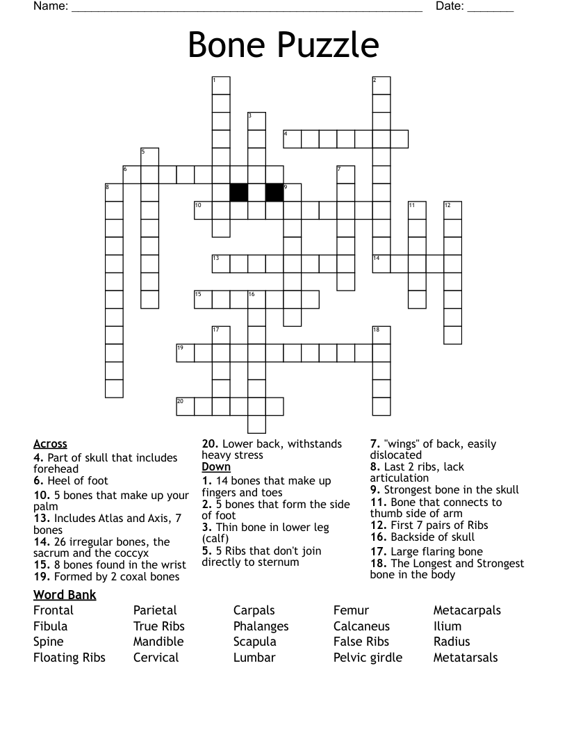Bone Puzzle Crossword WordMint