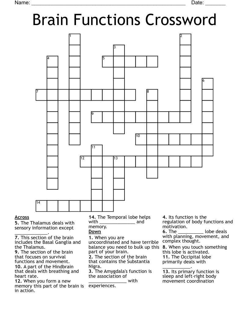 Brain Functions Crossword WordMint