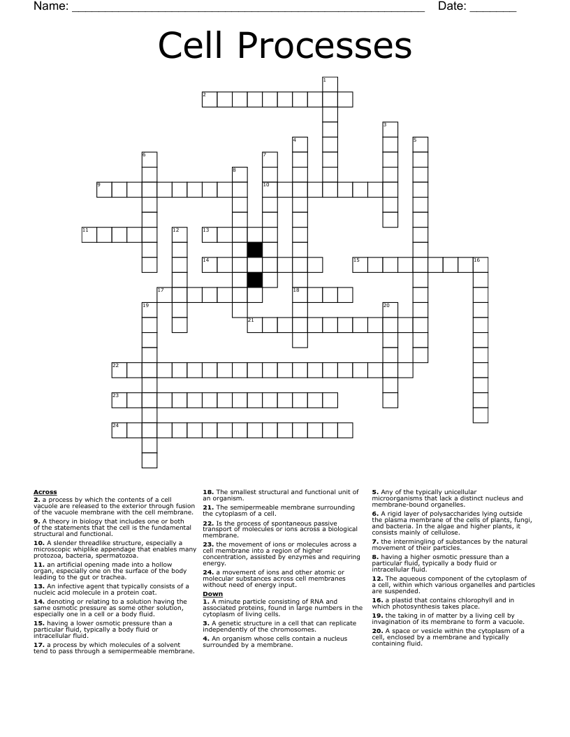 Cell Processes Crossword WordMint