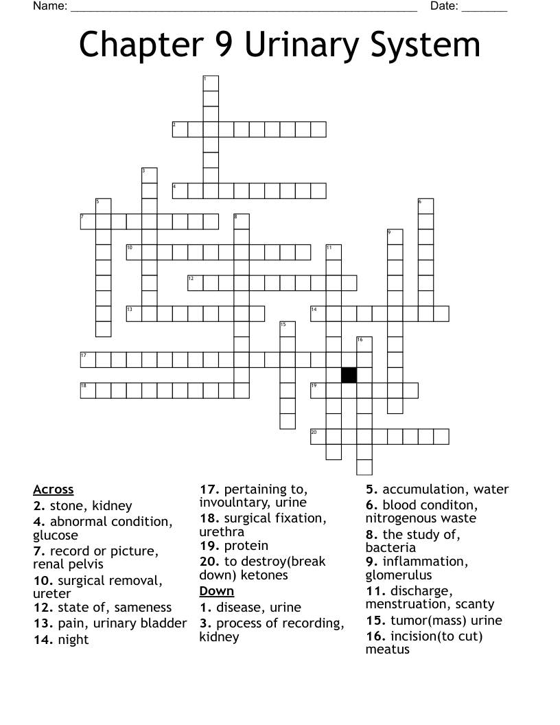 Urinary System Diagram Crossword Answers - prntbl
