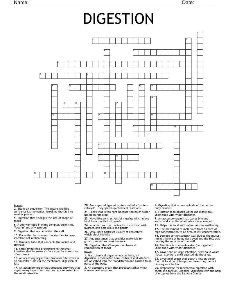 DIGESTION Crossword WordMint