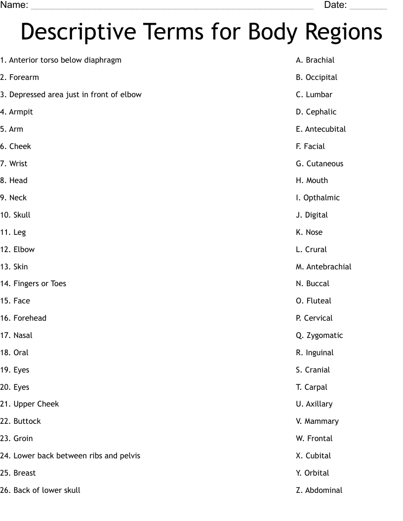 Descriptive Terms for Body Regions Worksheet WordMint